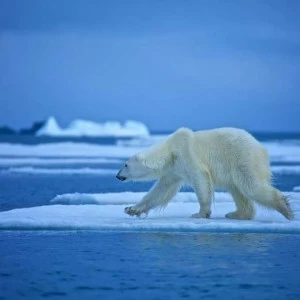 WP00258 Фотообои Verol Фотообои decoline 1х1 м