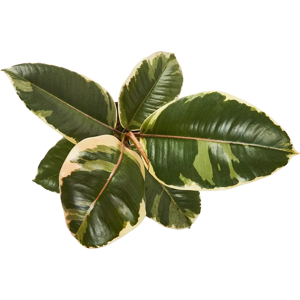 Фикус Эластика Santreyd — изящное комнатное растение для уютного интерьера 85324846 STLM-0061459 - Вид №3