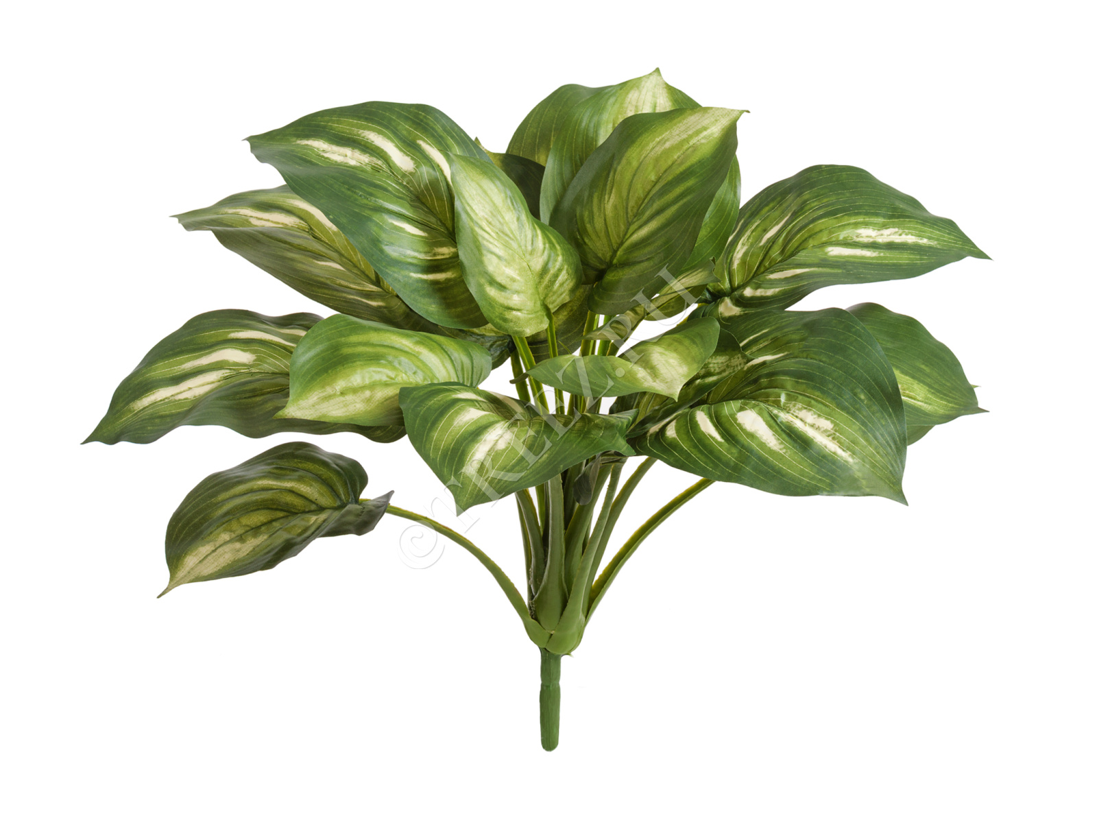 20.1150GW Хоста бело-зелёная большая Цветочная коллекция 