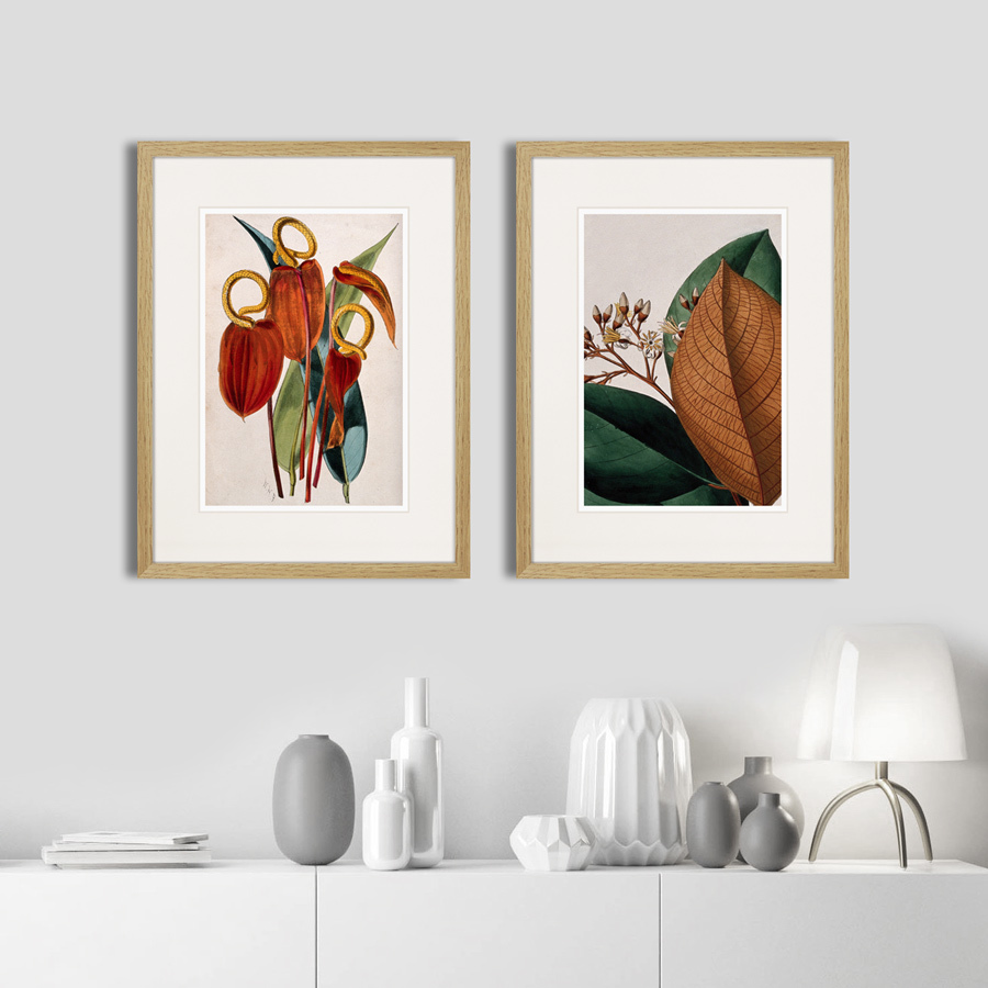 Литография на тонированной бумаге 42х32 см Exotic plants of the world №15, 1815г. КАРТИНЫ В КВАРТИРУ  264346 Бежевый;белый;красный;разноцветный  - Вид №2