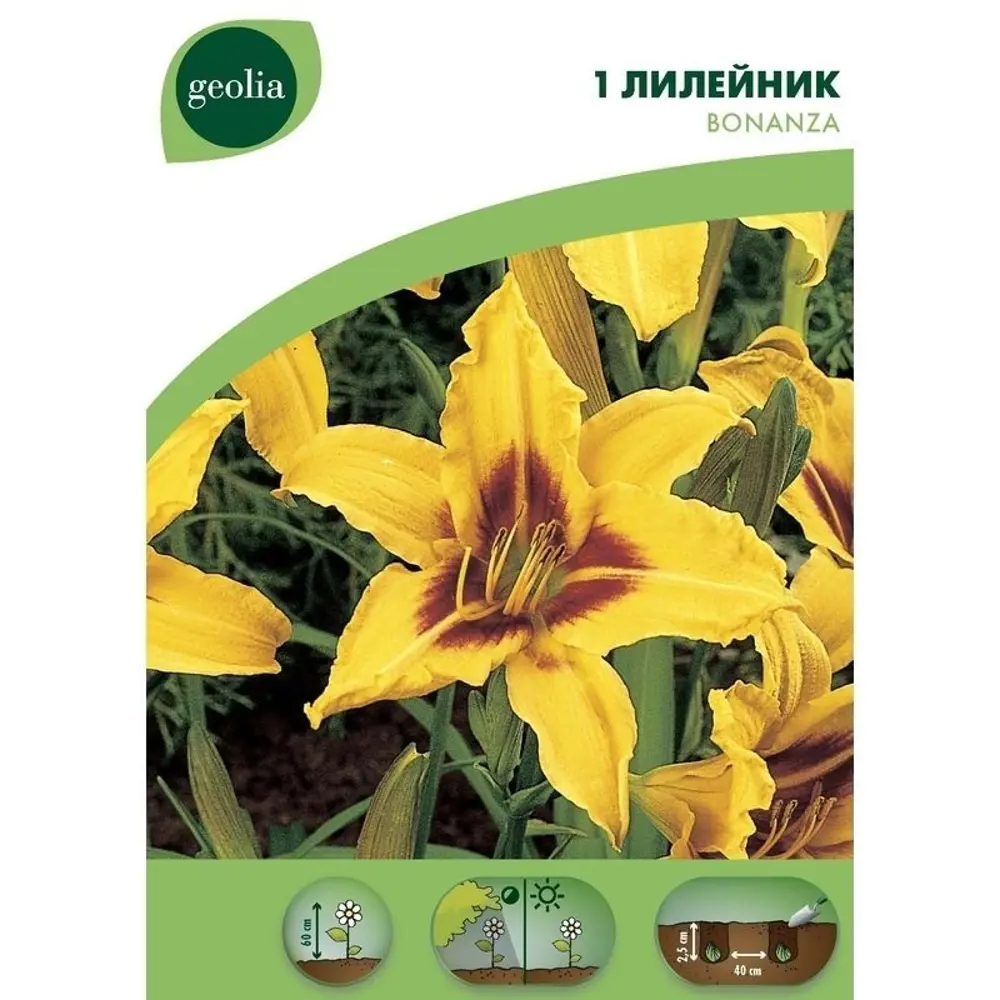 Лилейник Geolia «Bonanza» 15550005 STLM-2094218 