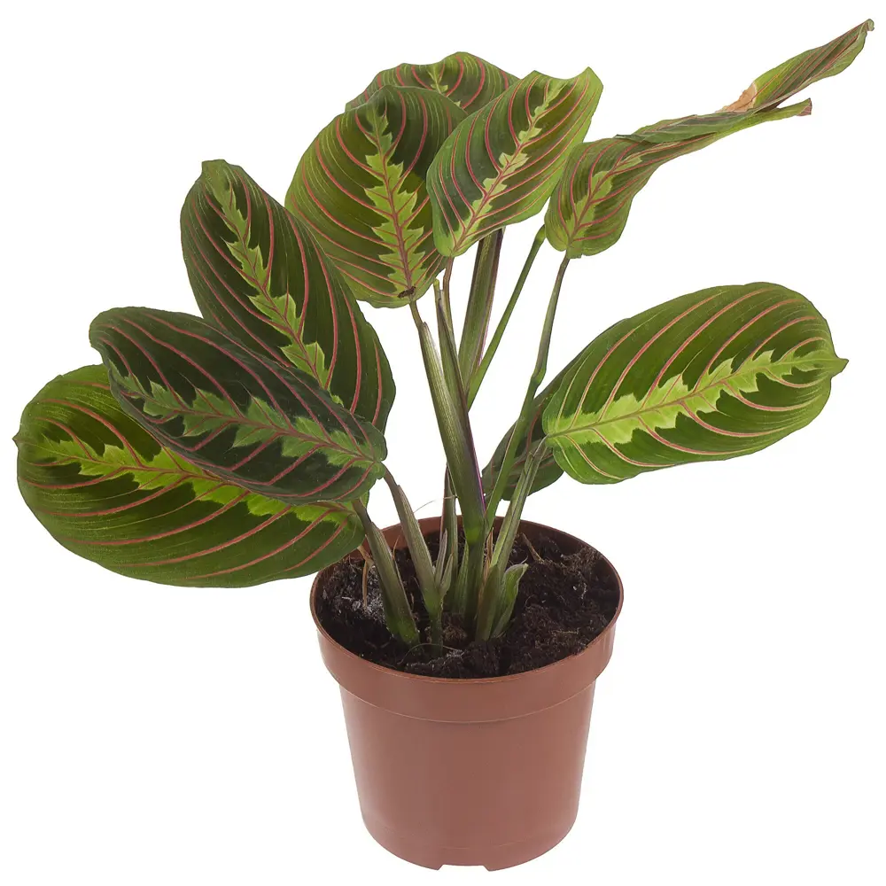 Santreyd Маранта беложильчатая «Фасцинатор» — декоративное растение с розовыми прожилками 18785782