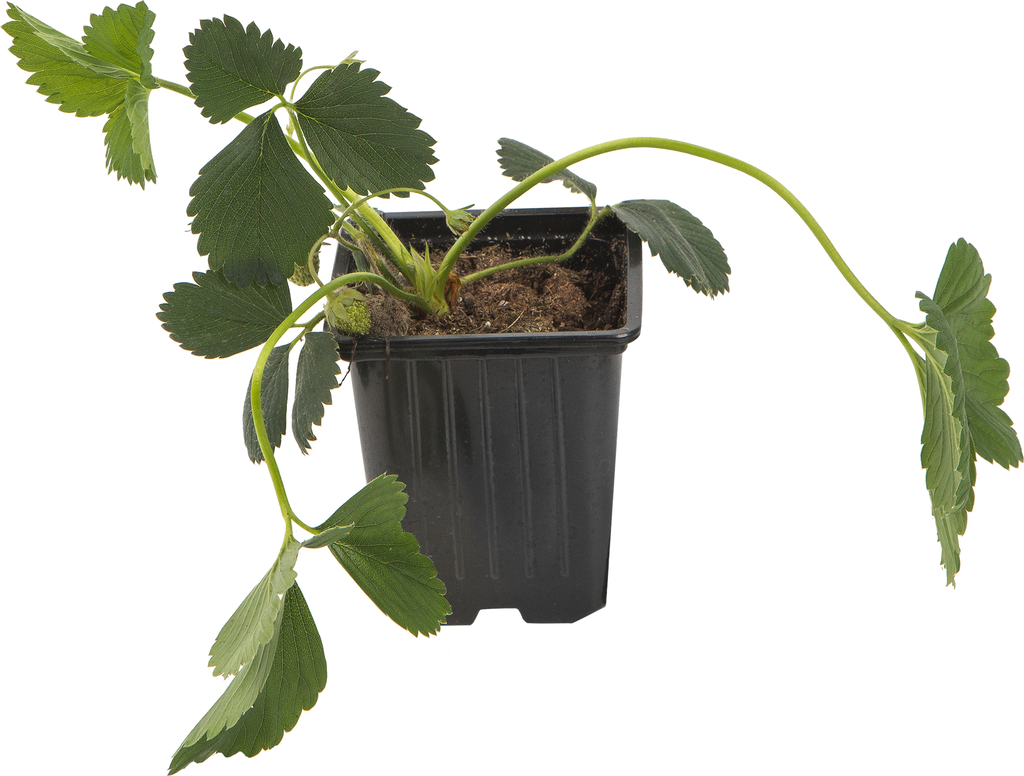 82625407 Земляника садовая «Зенга Зенгана» 9x15 см STLM-0032217 PLANTMARKET