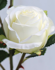 2590 778 a3 Ложная роза, 2 цветка, 1 бутон, 57 см, бежево-белая H-andreas