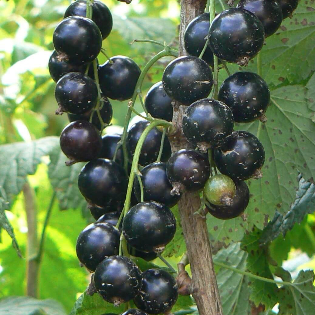 Саженец смородины чёрной «Селеченская» h40 см 81954945 Santreyd STLM-0015232 - Вид №1