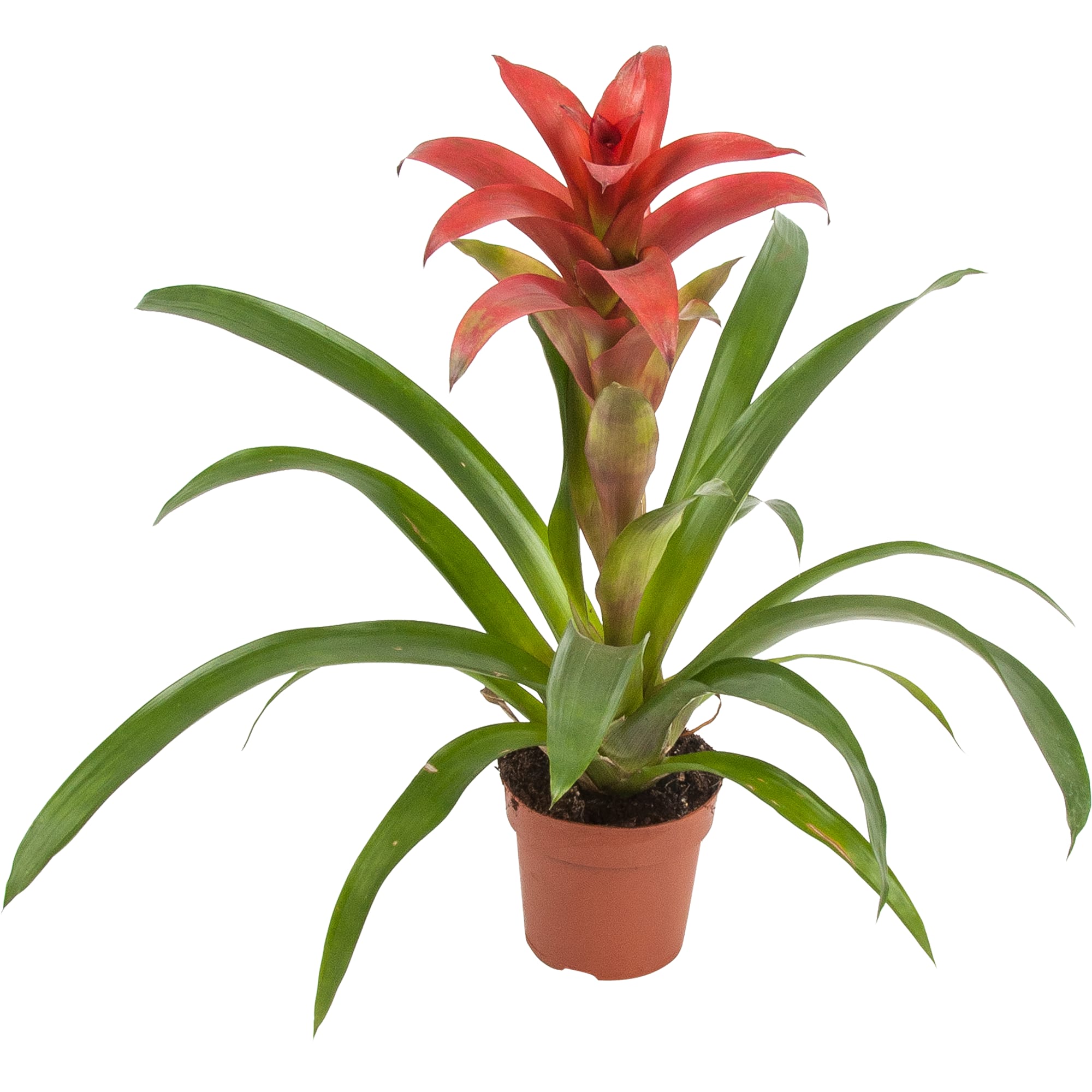 82548582 Гузмания Тутти Фрутти 13х40 см Santreyd 