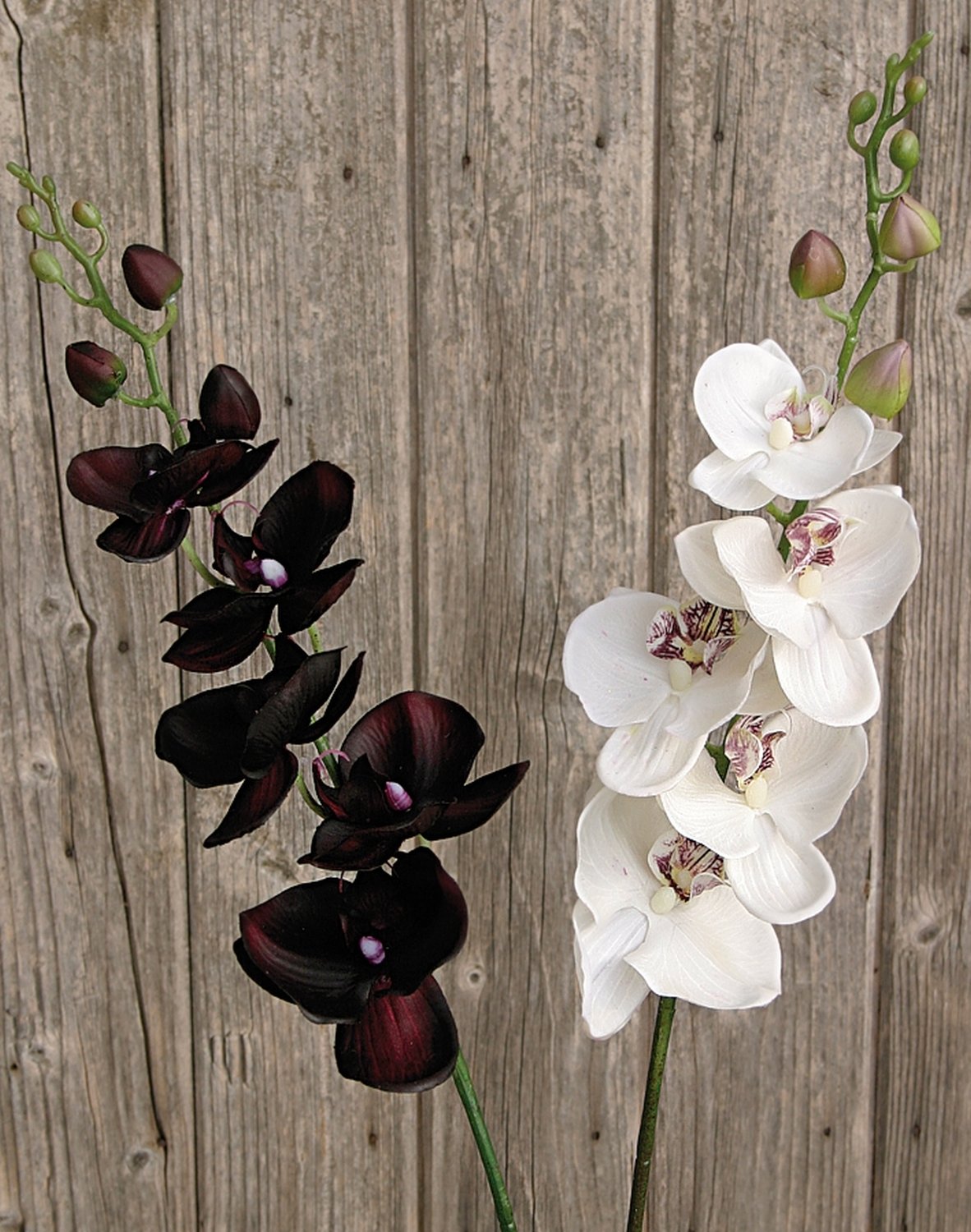 2398 778 a2 Искусственная орхидея Phalaenopsis, 92 см, real touch, бежево-белая H-andreas  - Вид №6