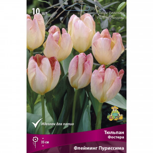 88294855 Тюльпан Фостера Флейминг пуриссима луковица 10/11, 10 шт.