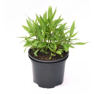 Santreyd Астра кустарниковая - осеннее украшение вашего сада 16572337