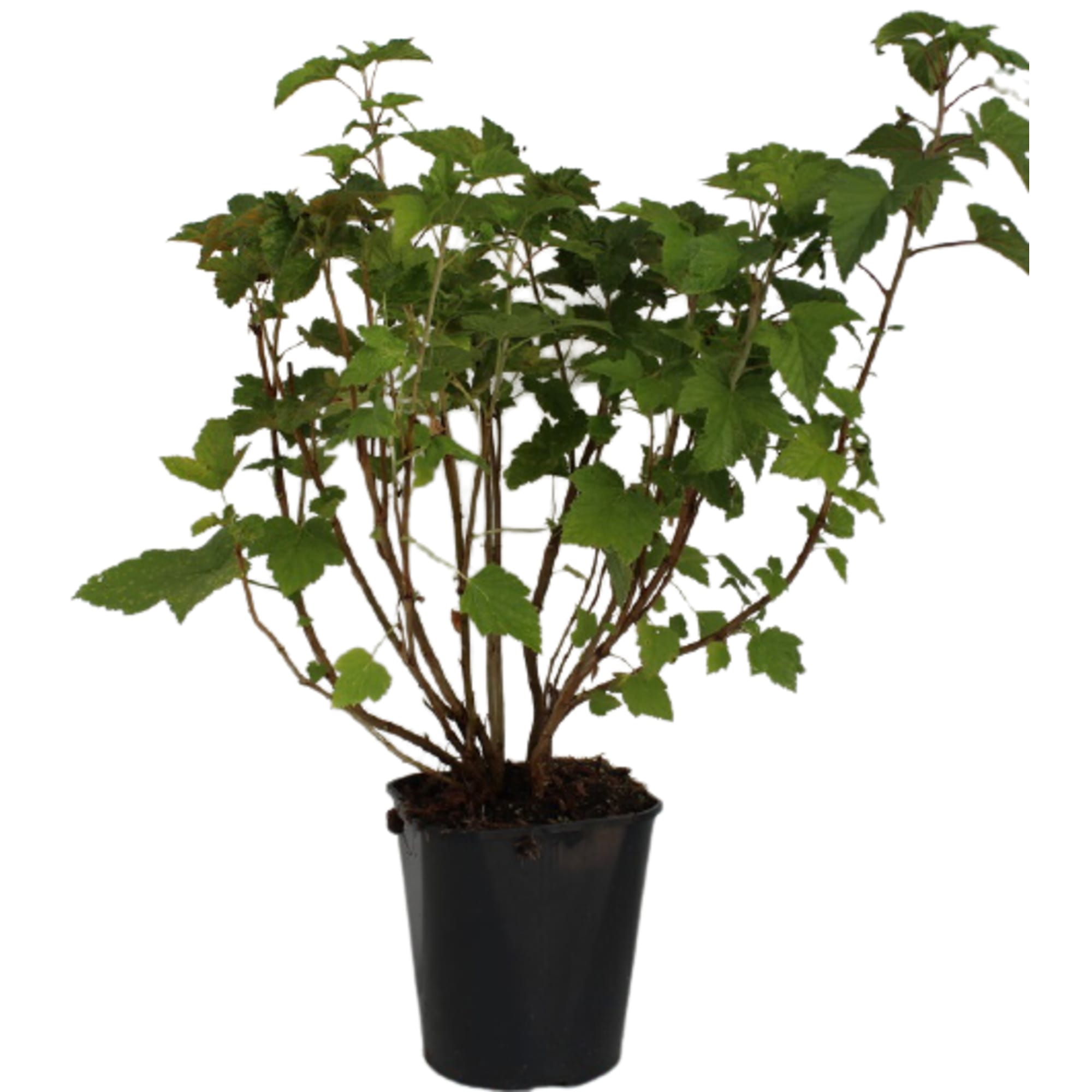 89107299 Смородина красная микс ø19 h40 см Santreyd 