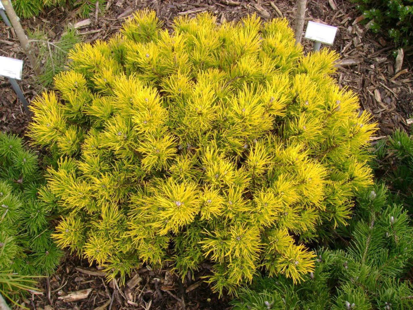 Сосна горная Карстенс Винтер Голд Santreyd - золотистый шар для сада 87718648 STLM-0075327