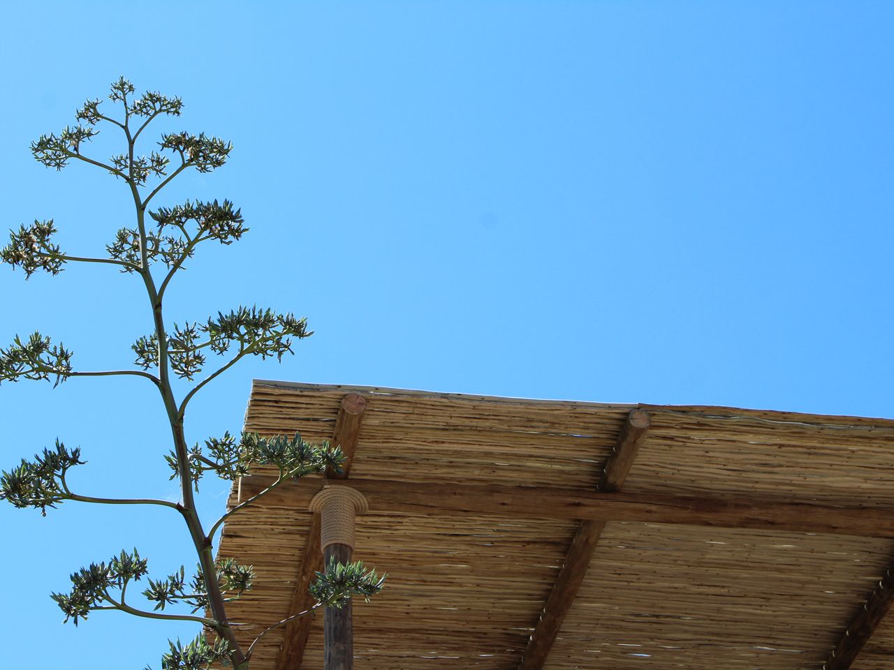 Gazebo su misura in Eucalyptus grandis AFRICA STYLE Любители эвкалипта ARCH-00093026 - Вид №7