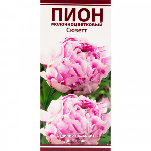 82319611 Пион молочноцветковый «Сюзетт», размер луковицы I