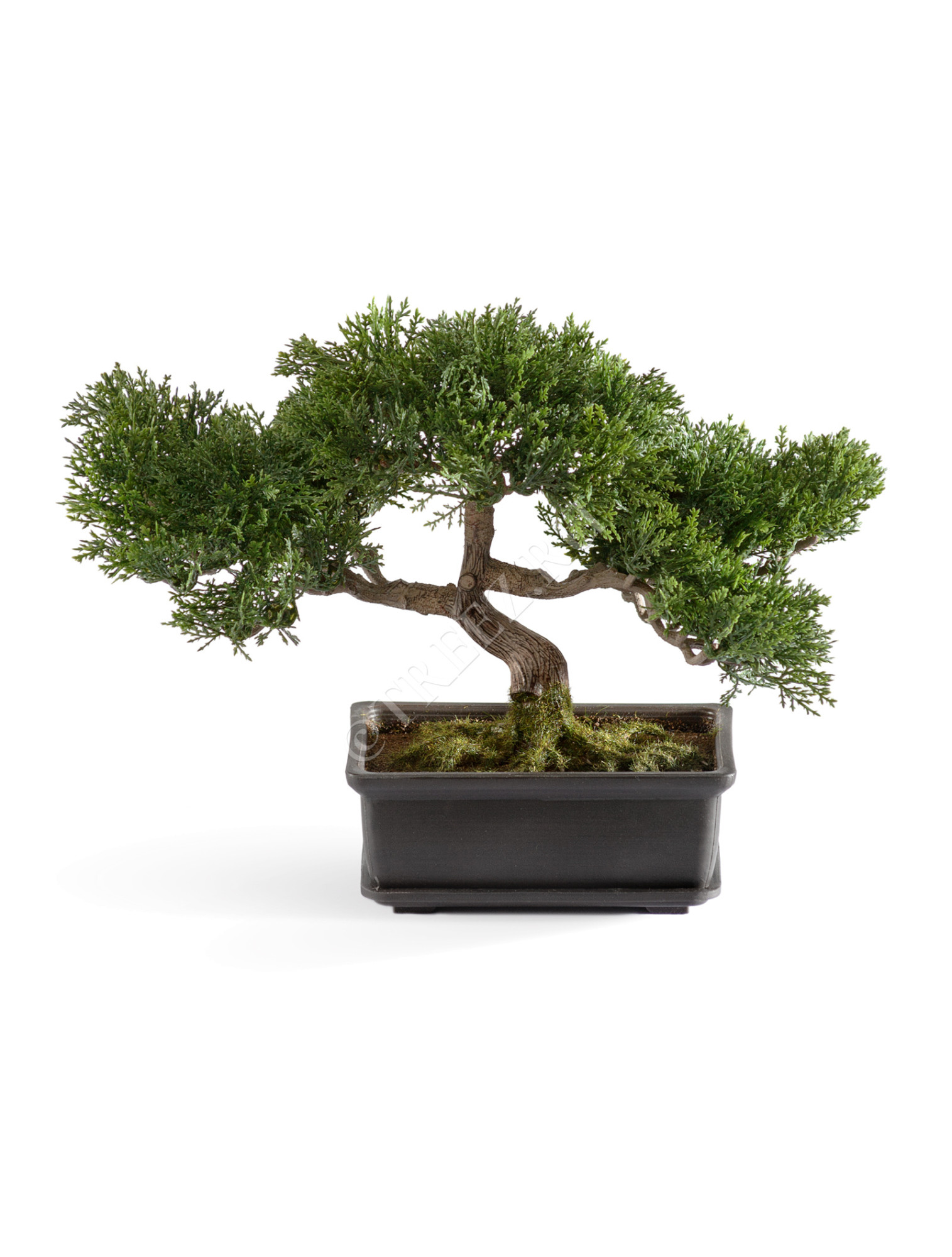 10.0209800 Бонсай Сосна-мини в кашпо Цветочная коллекция 