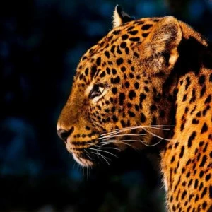 WP02260 Фотообои Verol Фотообои decoline 1х1 м