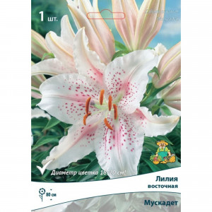 83597450 Лилия восточная Мускадет луковица 12/14