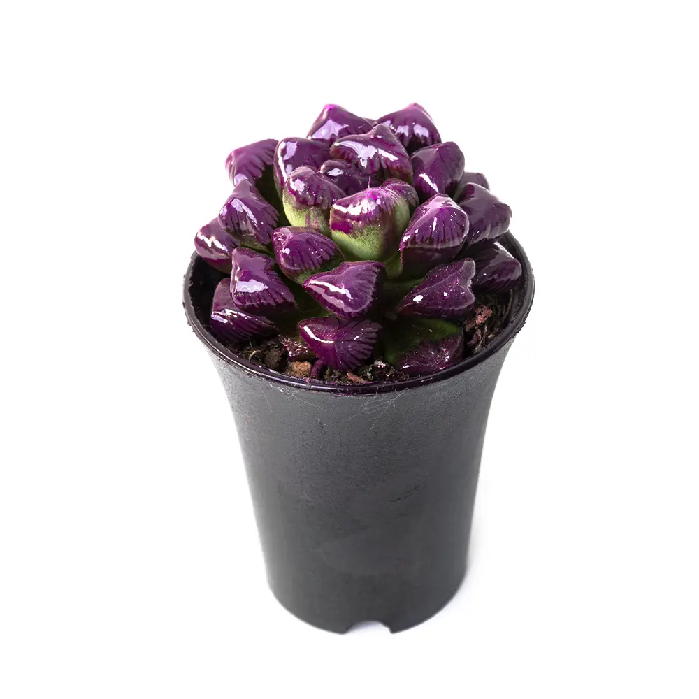 Хавортия Купера пурпурная ø11 h13 см Santreyd STLM-2136855