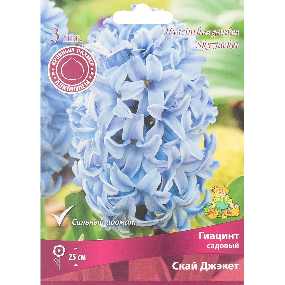 Гиацинт садовый Скай Джэкет, 3 шт 85204961 STLM-2154056 ПОИСК 