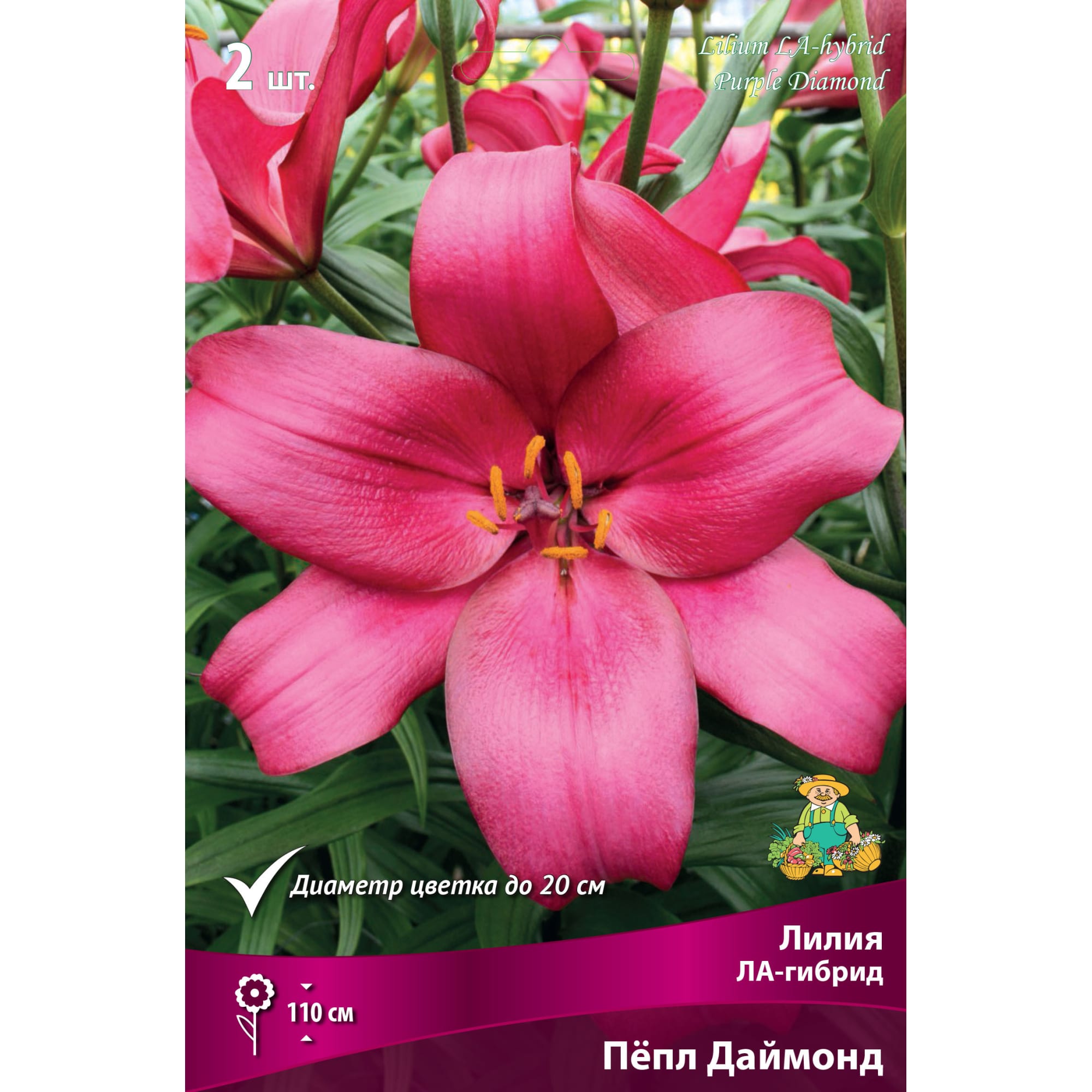 82662613 Лилия ЛА-гибрид «Пёпл Даймонд» размер луковицы 14/16 Santreyd 