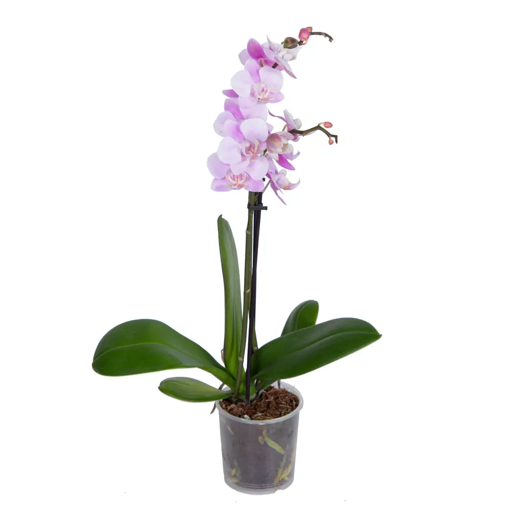 Santreyd Орхидея Фаленопсис микс - цветущая бабочка в вашем интерьере 85324974 STLM-0061535 - Вид №1