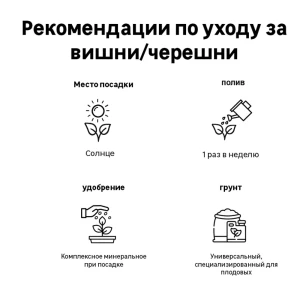 Черешня Дерево-сад Приусадебная/Мичуринка/Ревна h150 см 89353486 STLM-2141408