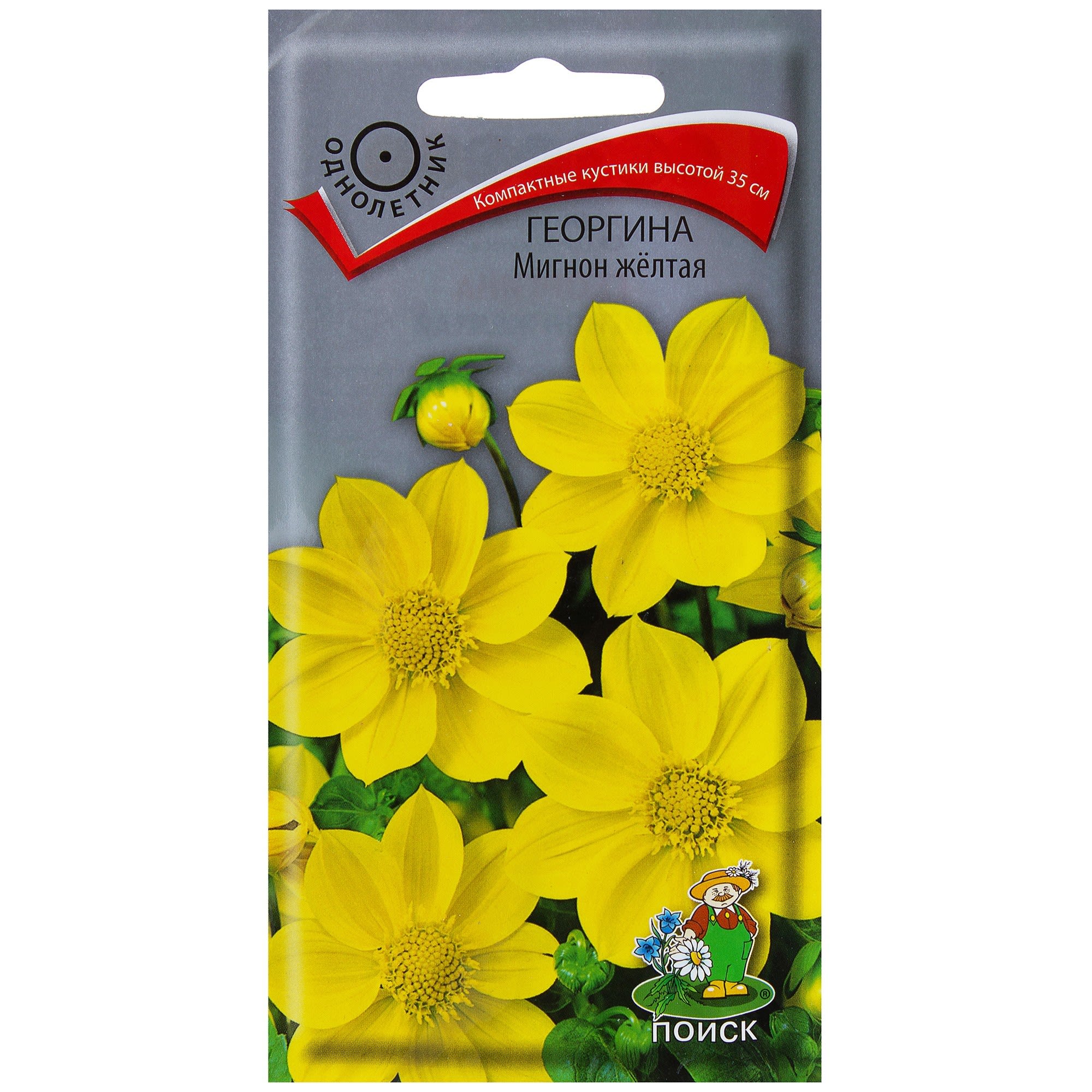 17229602 Георгина «Мигнон» цвет жёлтый Santreyd 