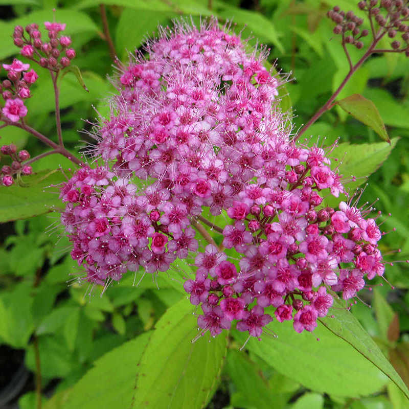 Спирея Макрофилла Santreyd - декоративный кустарник с красной листвой 82594830 STLM-0030908 - Вид №2