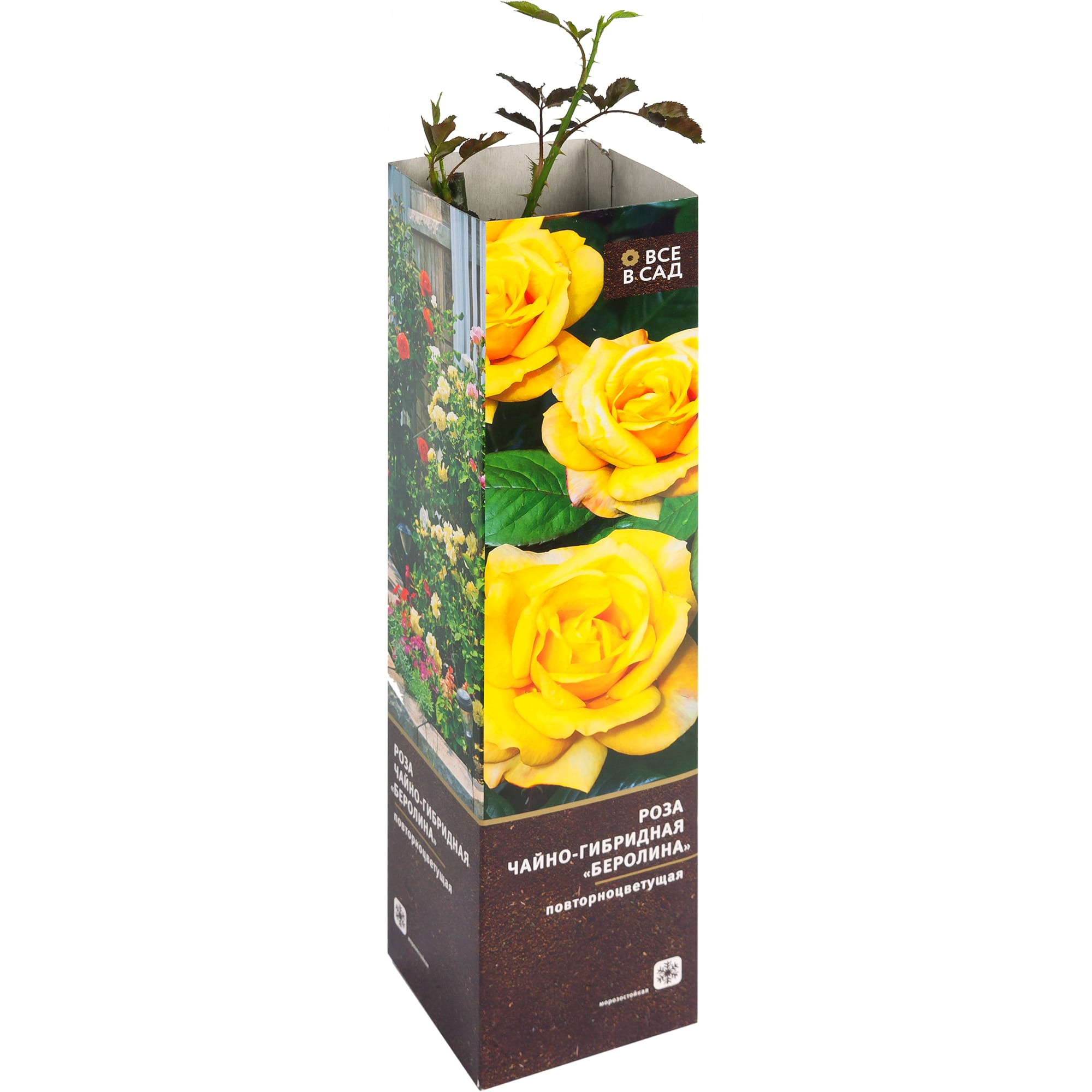 82142830 Роза чайно-гибридная «Беролина» в тубе Santreyd 