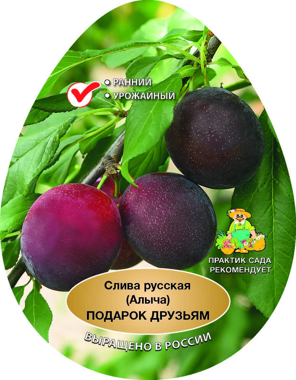 87737935 Слива русская Подарок друзьям сетка h200 см STLM-0075446 Santreyd