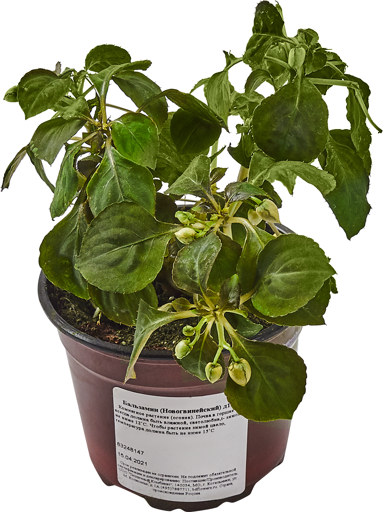 Бальзамин комнатный разноцветный Santreyd ø12 h25 см 83248147