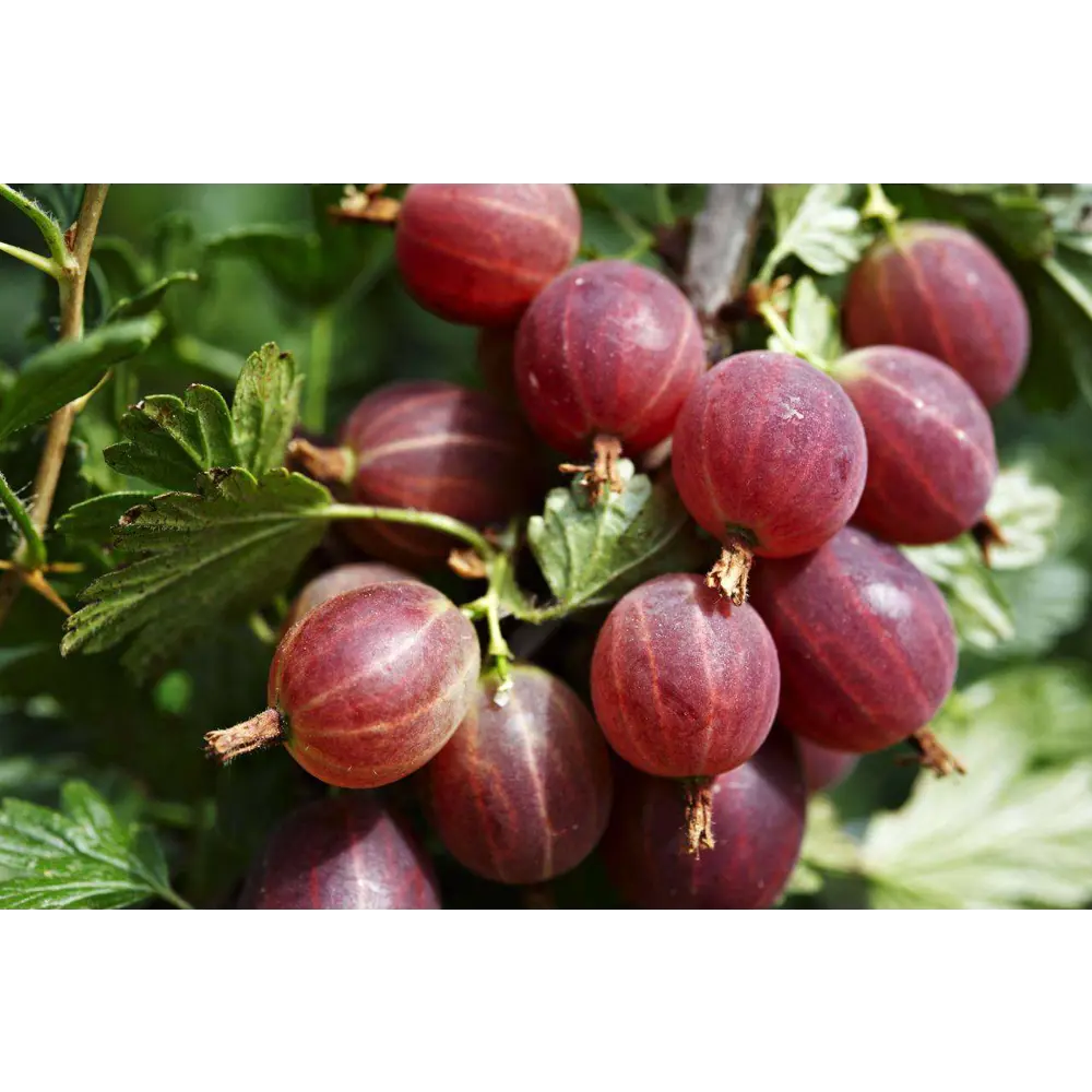 Крыжовник Краснославянский Santreyd — саженец для богатого урожая 84347433 STLM-0048733