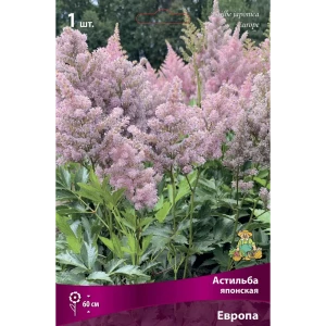 Астильба японская Европа I 89381211 STLM-2097922