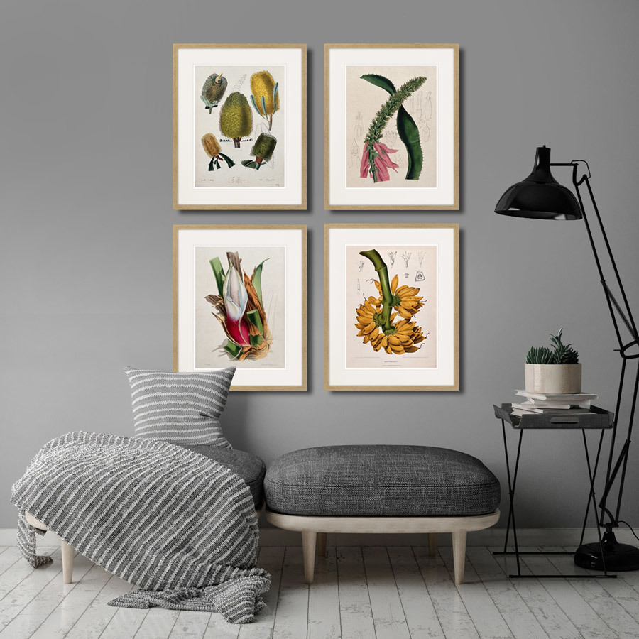 Картина в раме 52х42 см Exotic plants of the world №2, 1815г. КАРТИНЫ В КВАРТИРУ  264350 Зеленый;розовый;разноцветный  - Вид №2