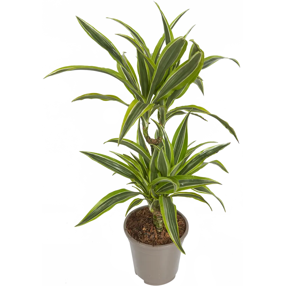 Santreyd Драцена Лимон Лайм — живой акцент для вашего интерьера 82399548 STLM-0026476