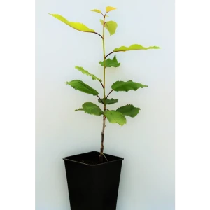 Черешня «Краснодарская» 1 год 12.5x30-50 см 82610477 STLM-2200396