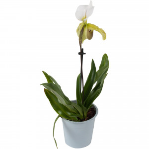 82579673 Орхидея Пафиопедилюм ø12 h50 см