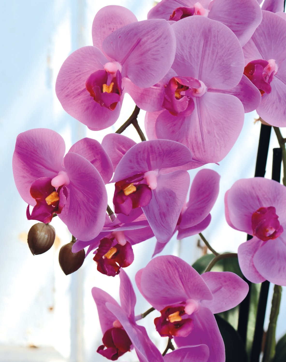2772 420 a3 Пластиковая орхидея Phalaenopsis, 2-х кратная, горшечная, 45 см, real touch, вишня H-andreas  - Вид №5