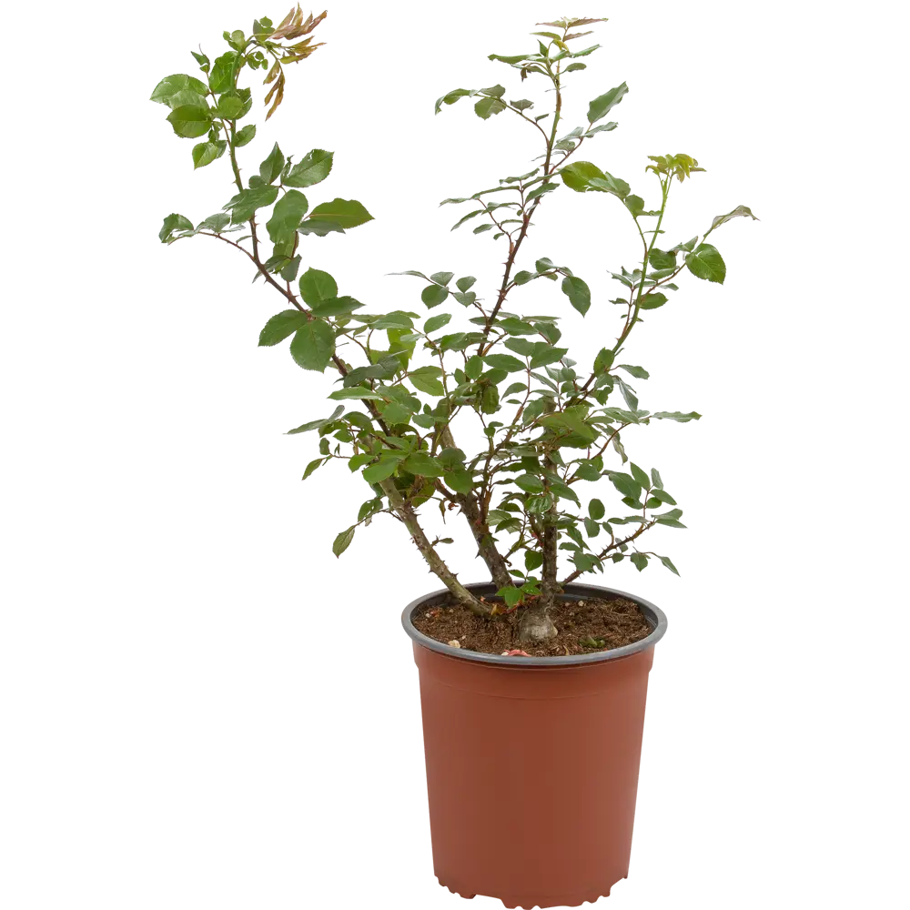 Santreyd Роза сорта с вишнёво-розовыми цветами и фруктовым ароматом 16572572 STLM-0006939 - Вид №1