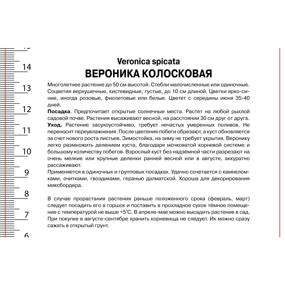 Вероника колосковая Санни Бордэр Блу 89433469 STLM-2188264 ПОИСК  - Вид №2