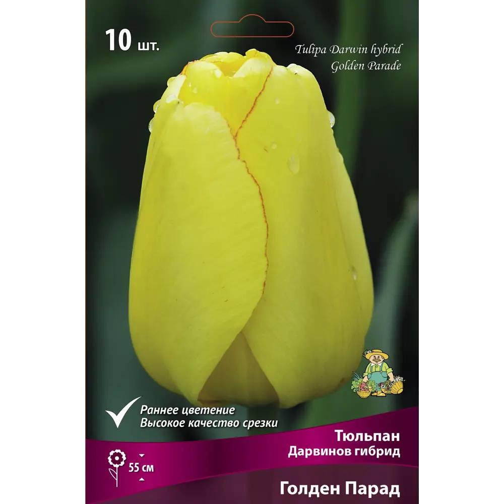 Тюльпан Дарвинов гибрид Голден Парад GEOLIA STLM-2123456