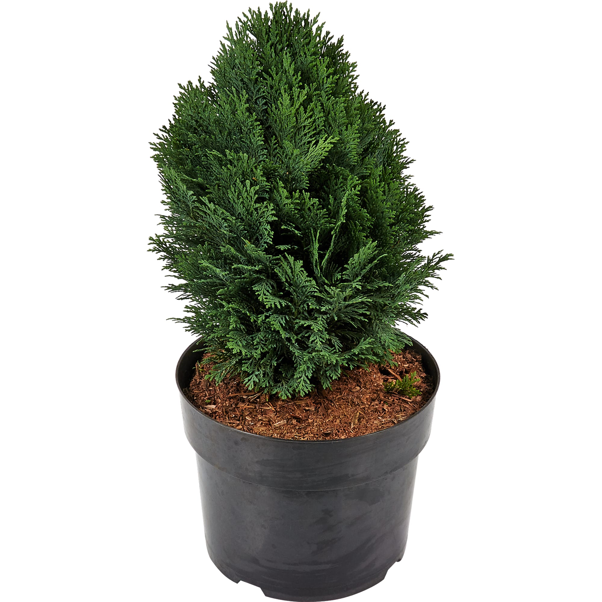 82176390 Кипарисовик Лавсона «Минима Глаука» 7 л 30 см Santreyd 