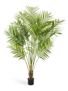 10.0213031 Пальма Арека Новая Цветочная коллекция