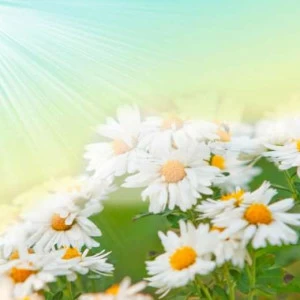 WP01204 Фотообои Verol Фотообои decoline 1х1 м