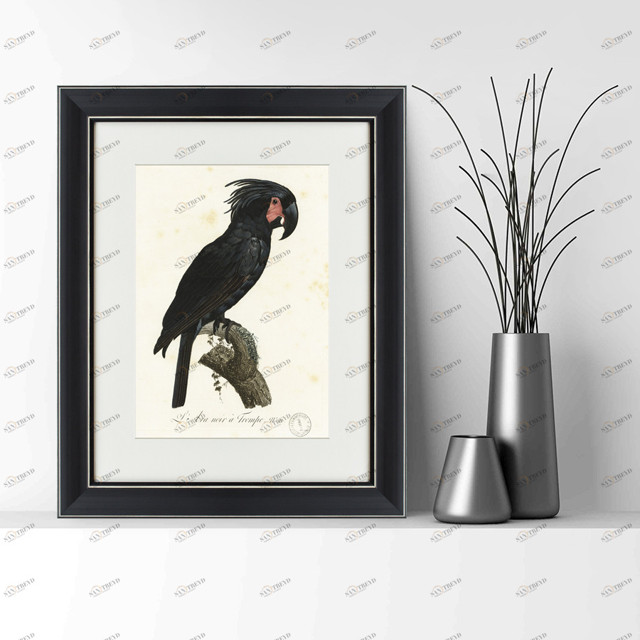 Литография на тонированной бумаге 42х52 см "Чёрный какаду, литография, 1820г" КАРТИНЫ В КВАРТИРУ  093803 Бежевый;белый;черный;разноцветный 