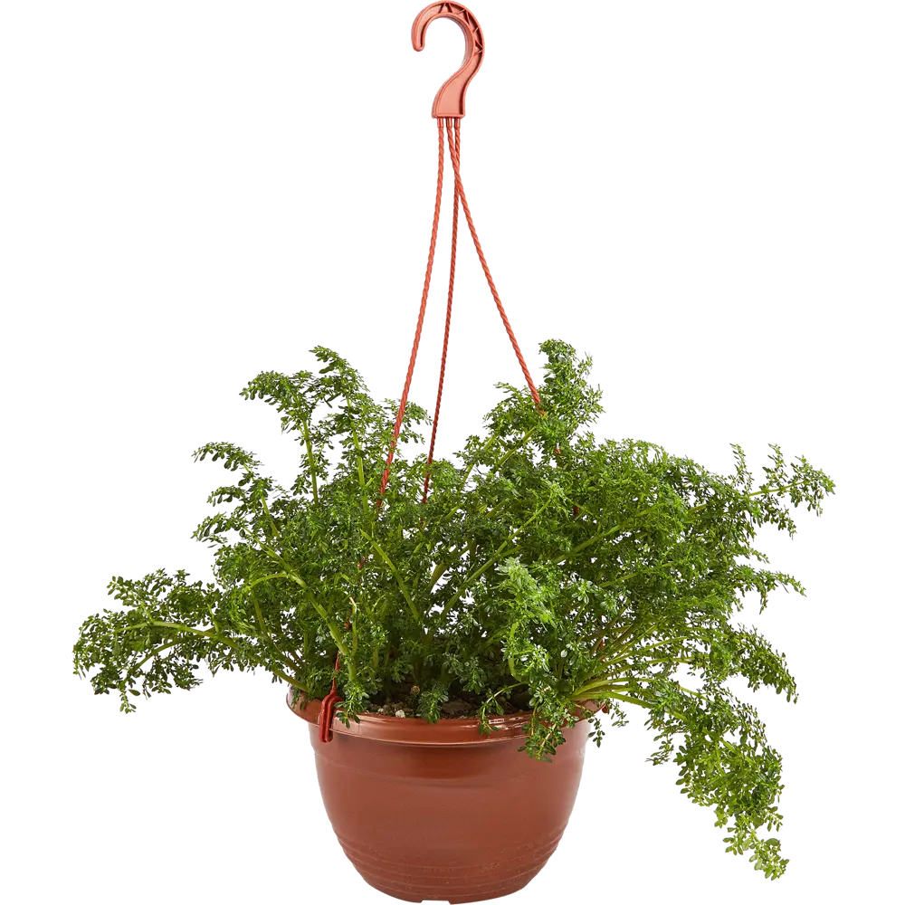 Santreyd Пилея в подвесном кашпо - живой декор для интерьера 83248516 STLM-0039968 - Вид №1