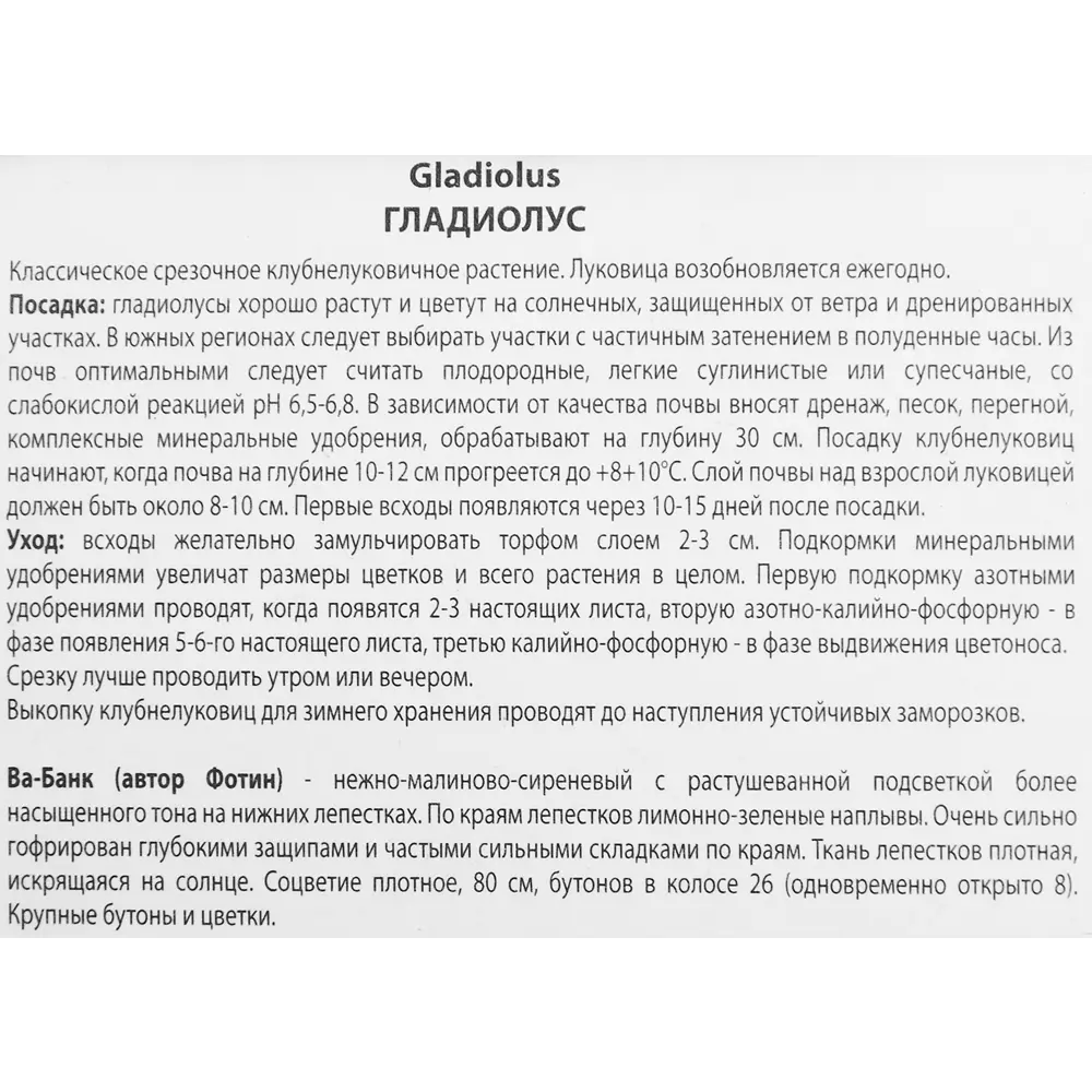 Гладиолус Ва-Банк, 3 шт 86410054 STLM-2167489 ПОИСК  - Вид №2