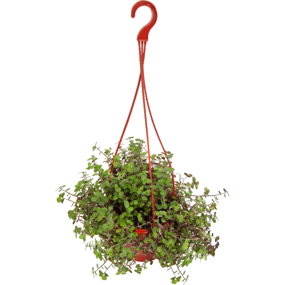 Santreyd Каллизия Репенс - вечнозеленое комнатное растение 82560385 STLM-0029927