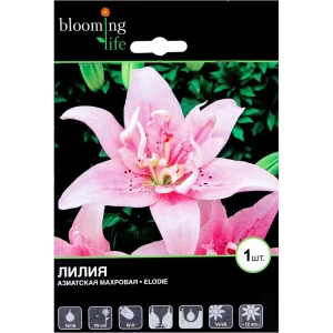 BLOOMING LIFE Лилия Элоди - нежно-розовая махровая красавица 81945452