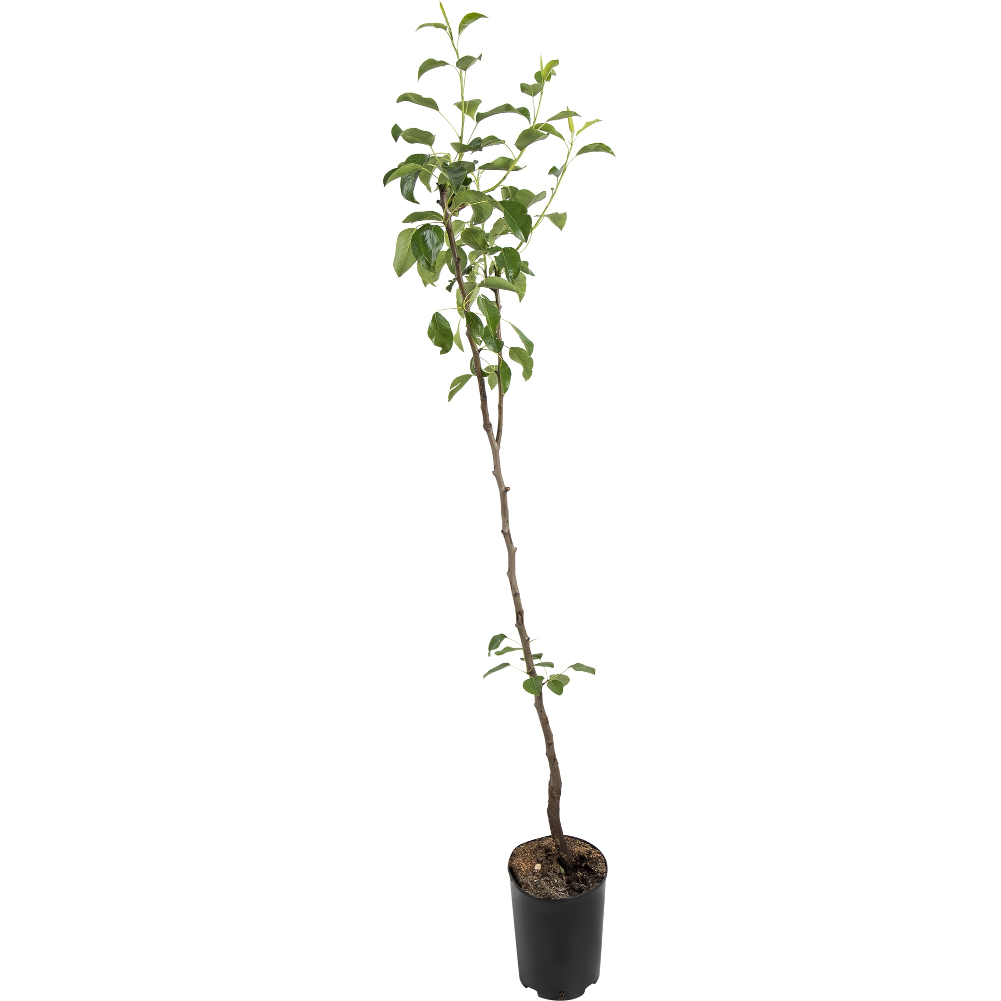 82596986 Груша «Кафедральная» C4 высота 140 см Santreyd 