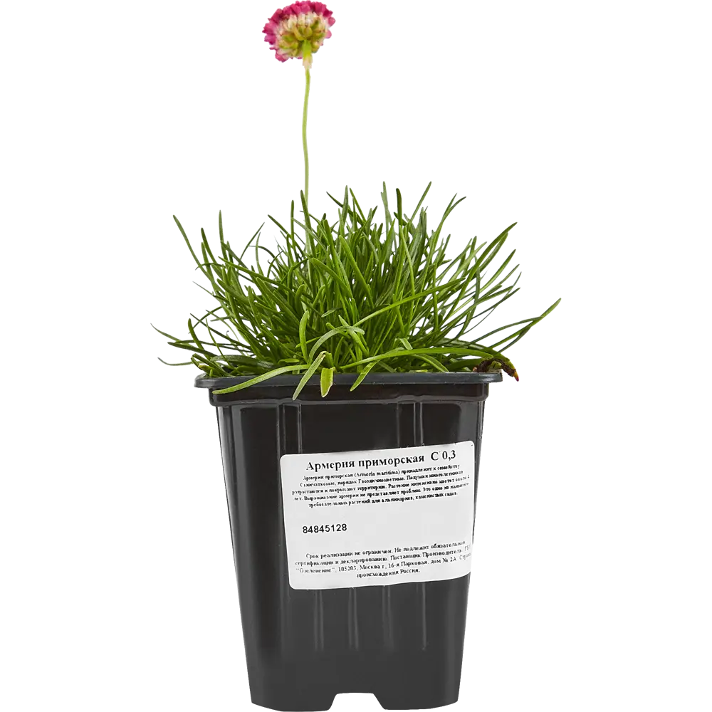 Армерия приморская Santreyd — пурпурное украшение сада 84845128 STLM-1495665 - Вид №2